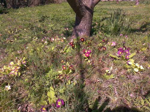 The orchard in Spring