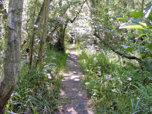 Walberswick countryside walks - credit: MHCreations